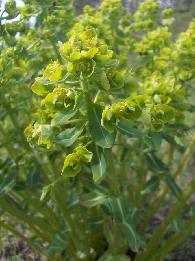 Image of Euphorbia jenisseiensis specimen.