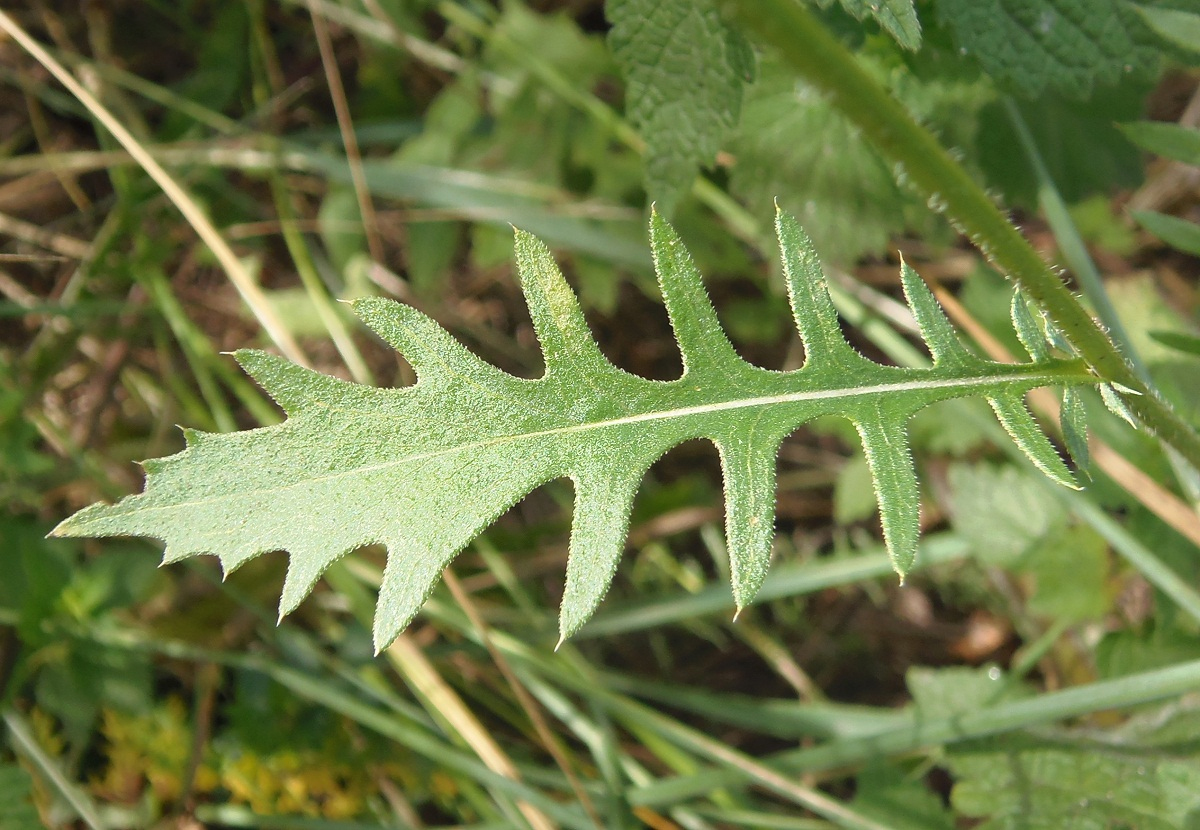 Image of Klasea radiata specimen.