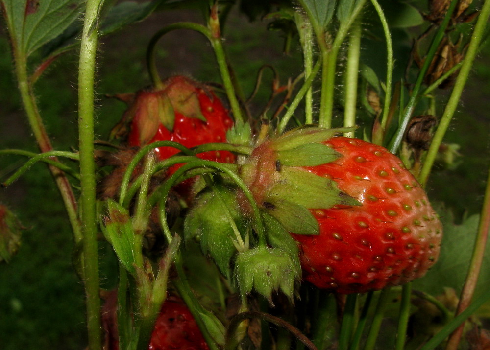 Image of Fragaria virginiana specimen.