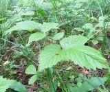 Rubus saxatilis