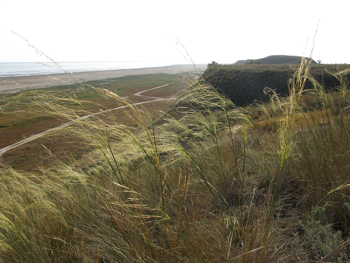 Image of Stipa capillata specimen.