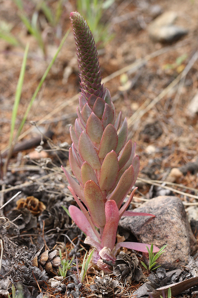 Image of Orostachys malacophylla specimen.