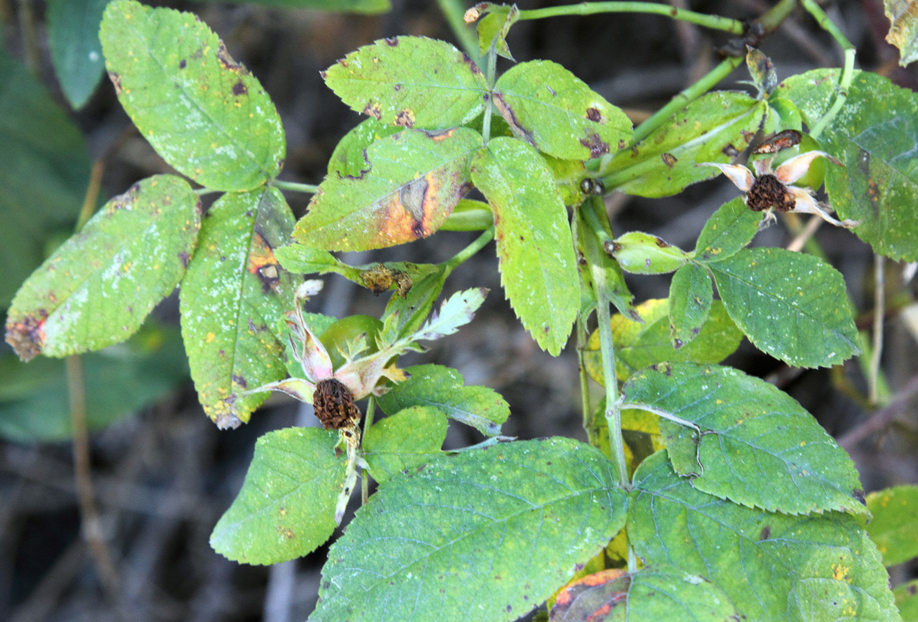 Image of Rosa arnoldii specimen.