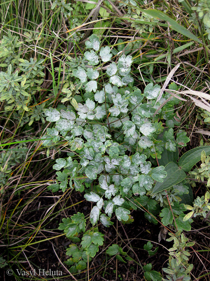 Image of Thalictrum minus specimen.