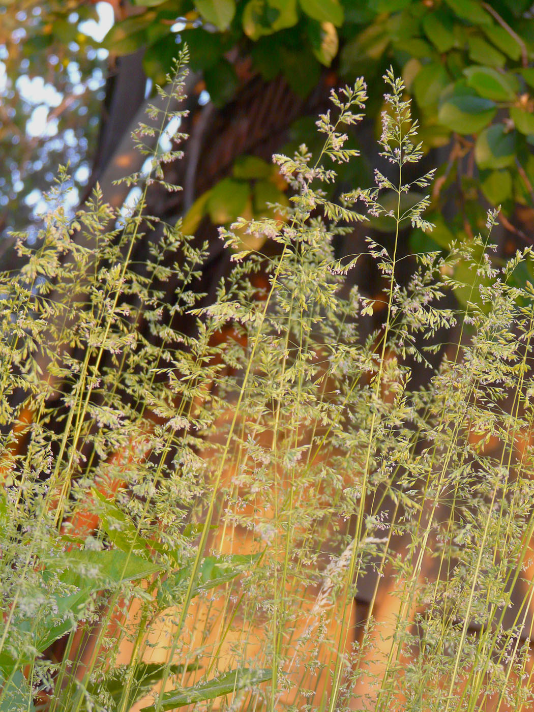 Image of Poa angustifolia specimen.