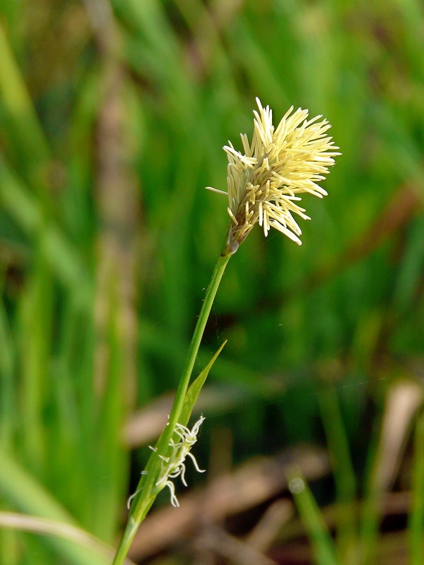 Изображение особи род Carex.