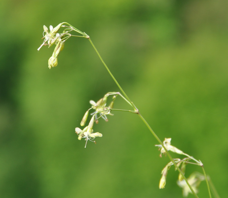 Изображение особи Silene saxatilis.