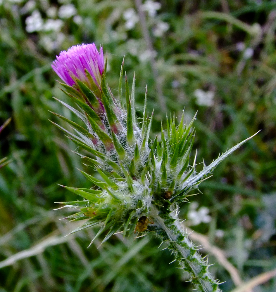 Image of Carduus argentatus specimen.