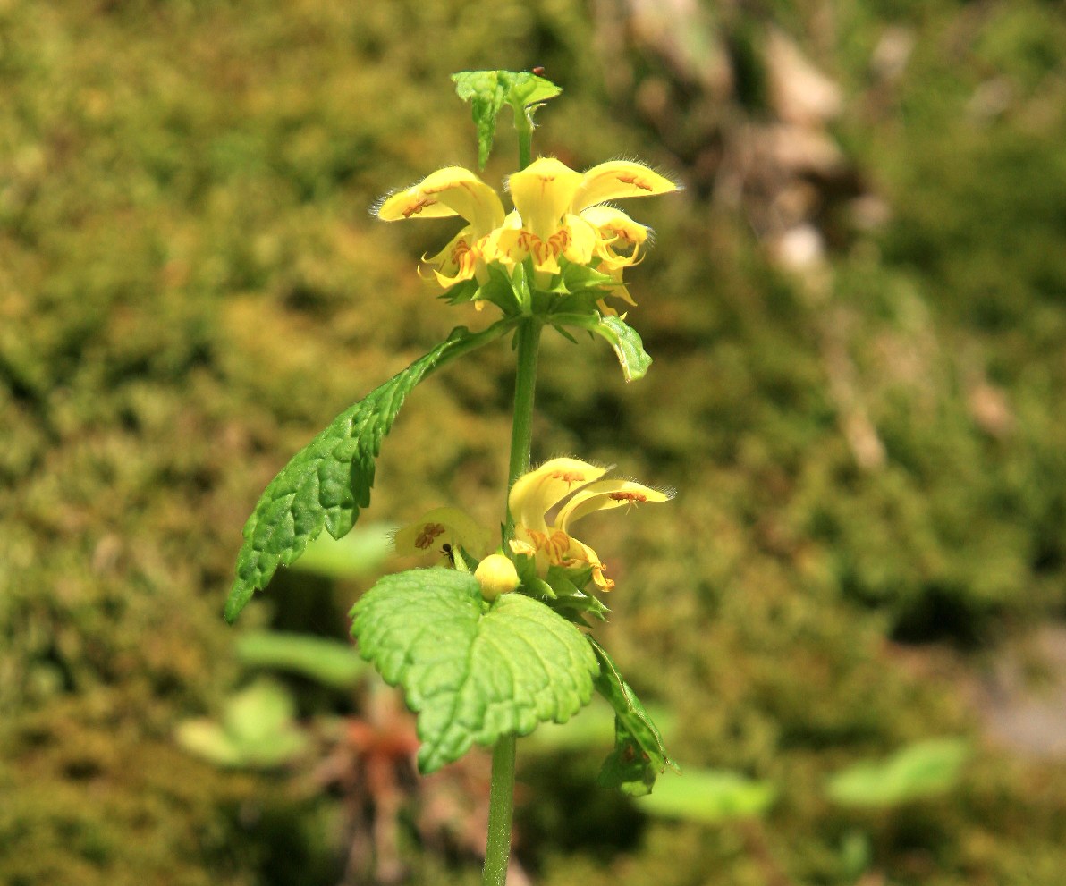 Изображение особи Galeobdolon caucasicum.