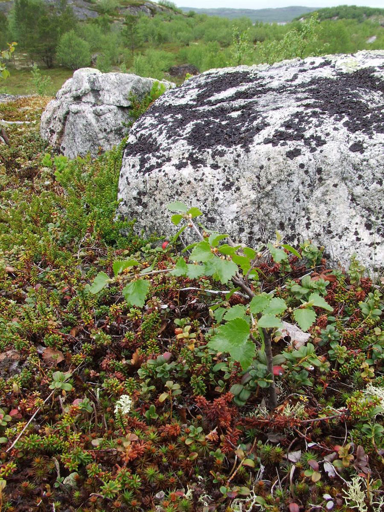 Image of genus Betula specimen.