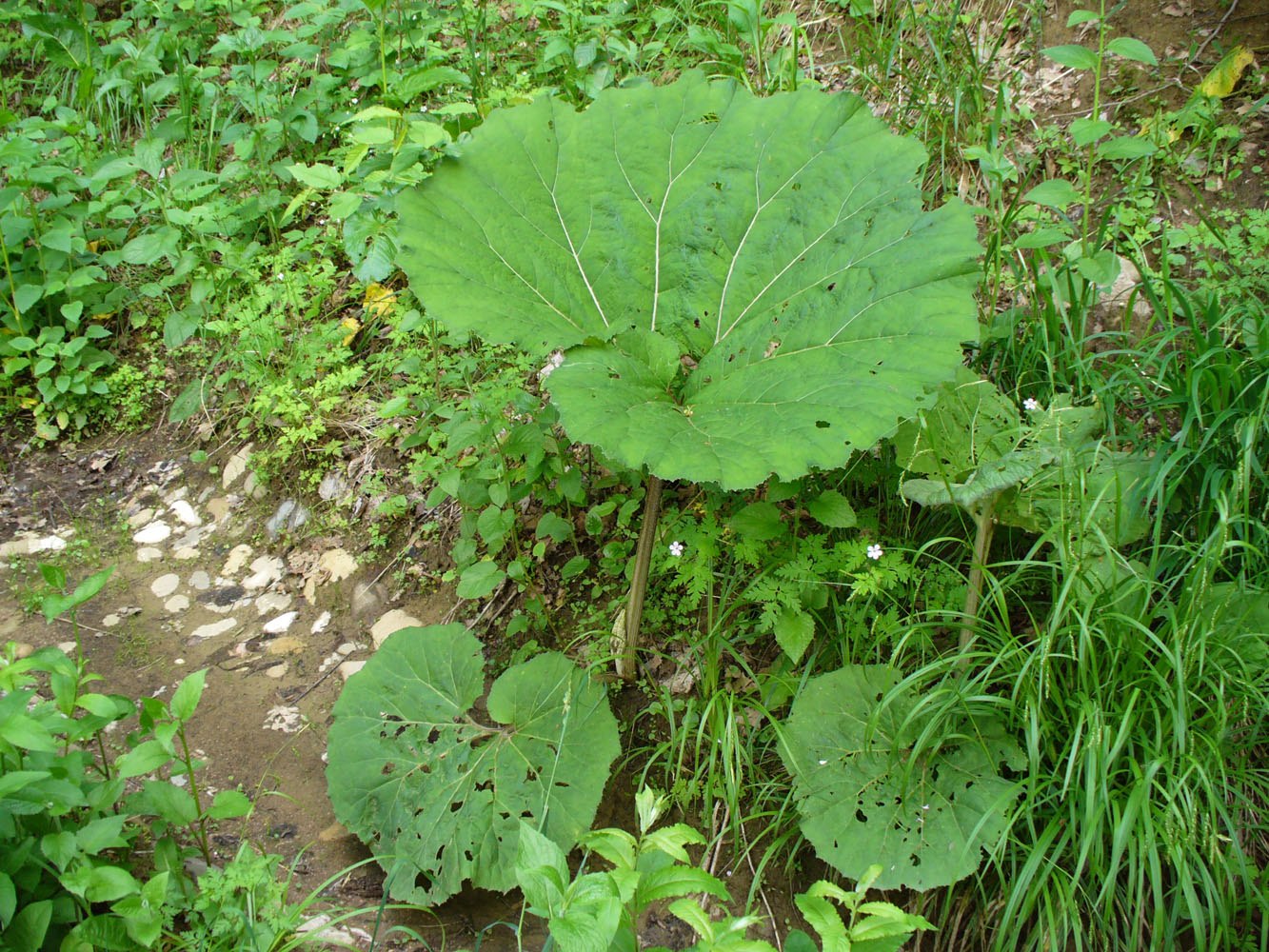 Изображение особи род Petasites.