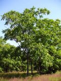 Juglans mandshurica. Взрослые деревья. Ярославль, ст. Полянки, придорожное озеленение. 6 июля 2014 г.