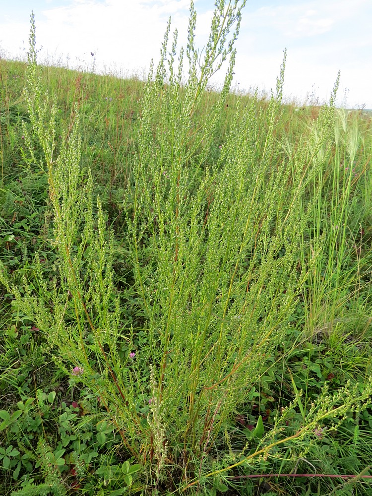 Изображение особи Artemisia commutata.