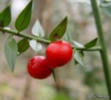 Ruscus aculeatus