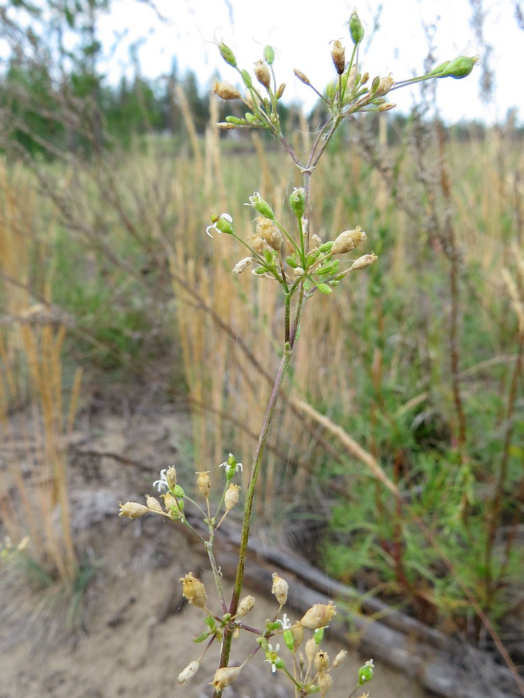 Image of Silene borysthenica specimen.