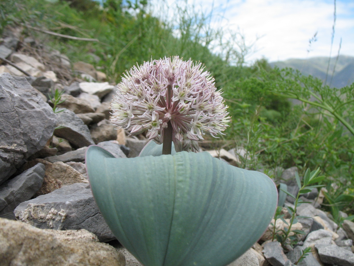 Image of Allium karataviense specimen.