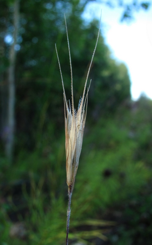 Image of familia Poaceae specimen.