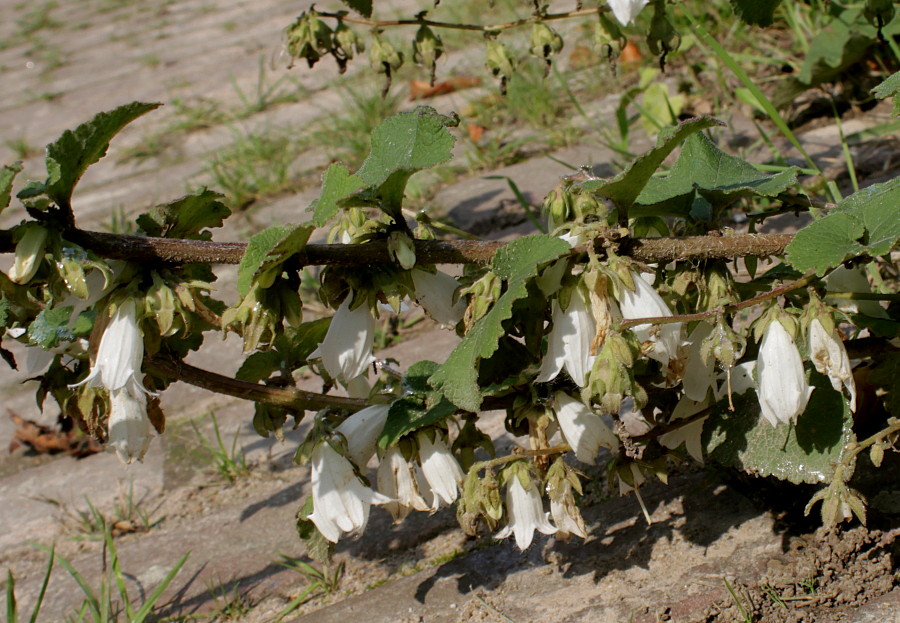 Image of Campanula alliariifolia specimen.