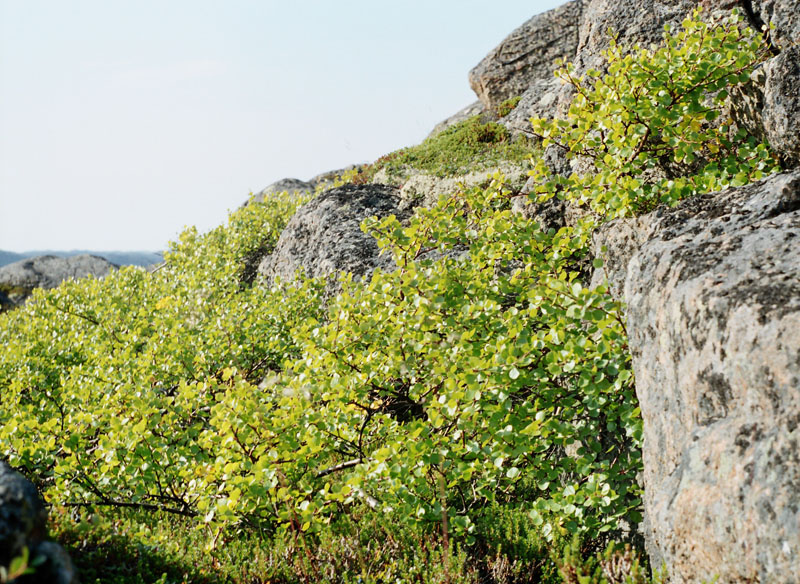 Image of genus Betula specimen.