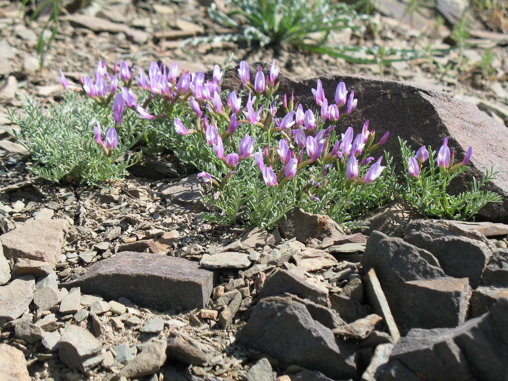 Изображение особи Astragalus pachyrrhizus.