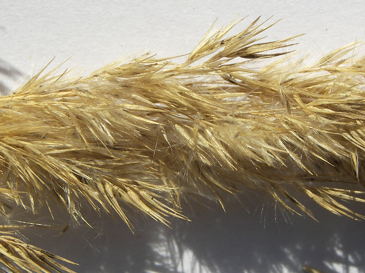 Image of Calamagrostis epigeios specimen.