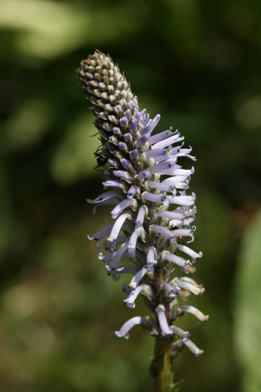 Image of Lagotis ikonnikovii specimen.