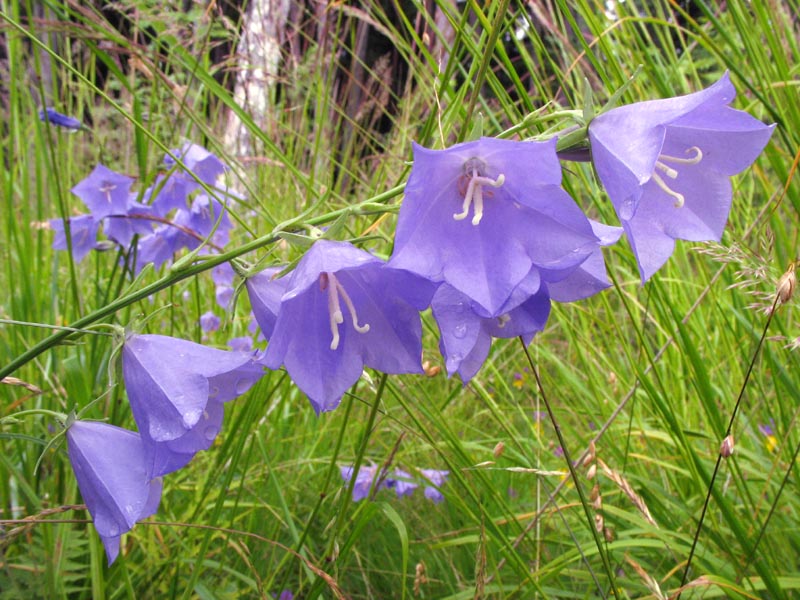 Изображение особи Campanula persicifolia.