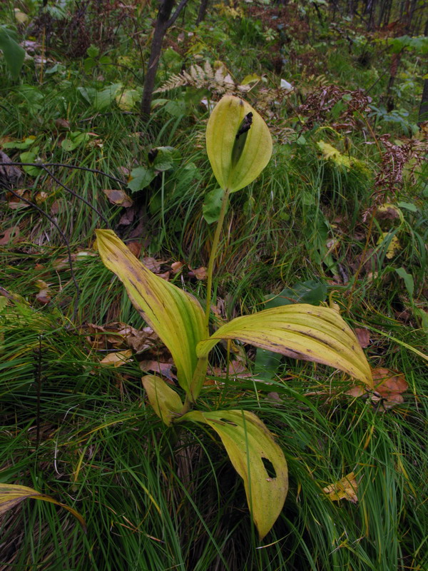 Image of Cypripedium calceolus specimen.