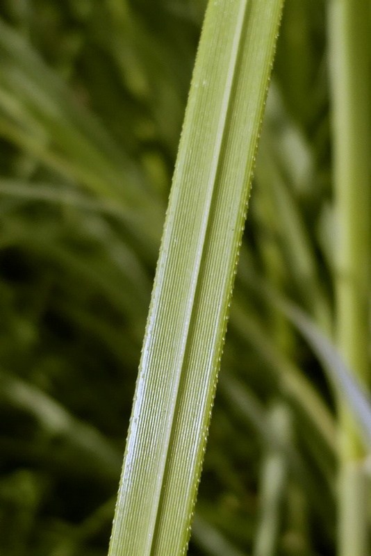 Изображение особи Cortaderia selloana.