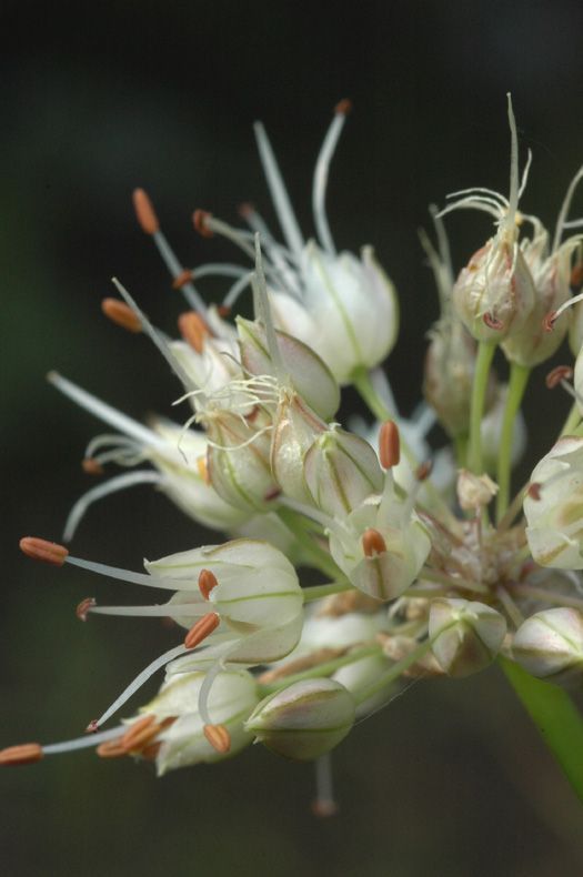 Image of Allium dshungaricum specimen.