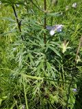 Aconitum baicalense