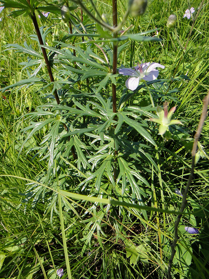 Image of Aconitum baicalense specimen.