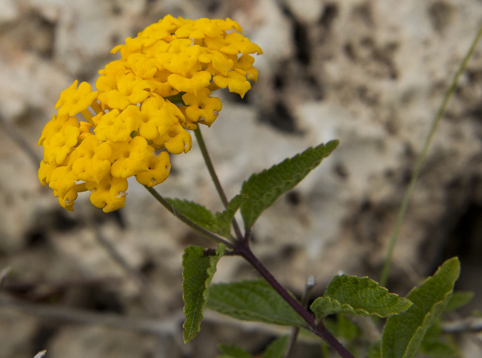 Image of Lantana camara specimen.