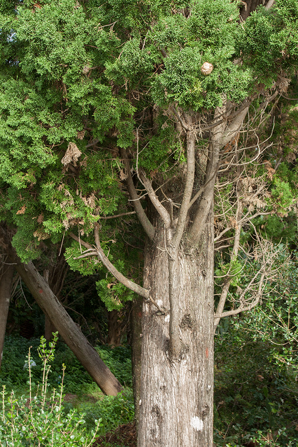 Image of Cupressus sempervirens specimen.