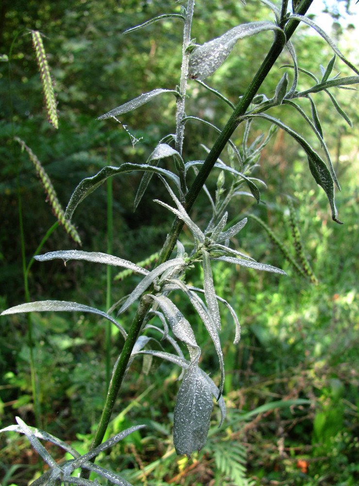 Image of Symphyotrichum graminifolium specimen.