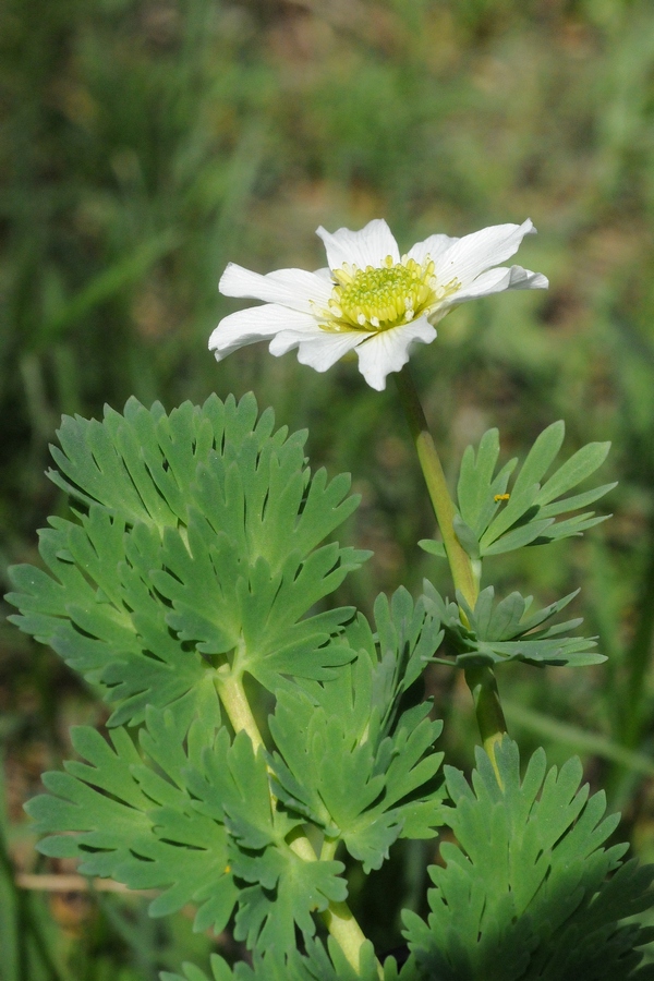 Image of Callianthemum coriandrifolium specimen.