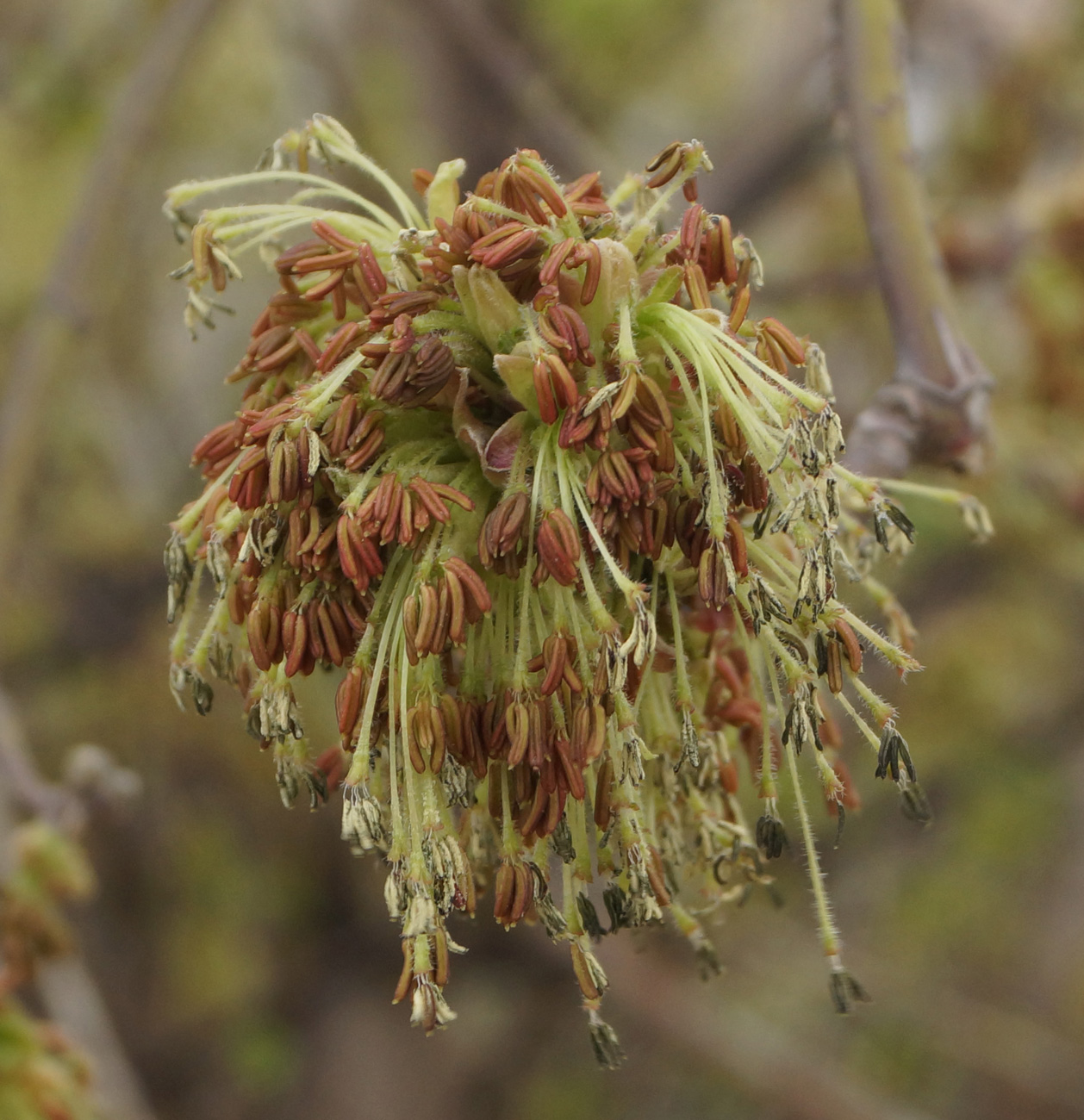 Image of Acer negundo specimen.