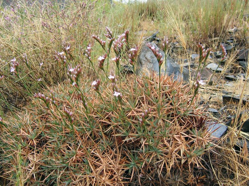 Image of Acantholimon tataricum specimen.