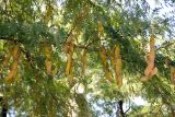 Gleditsia triacanthos. Часть ветви плодоносящего дерева. Италия, Рим, в культуре. 23.06.2010.