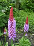 Primula vialii