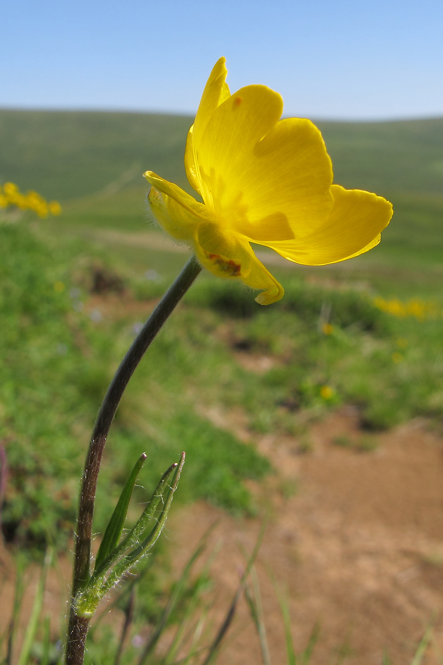 Изображение особи Ranunculus raddeanus.
