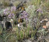 Allium rubens