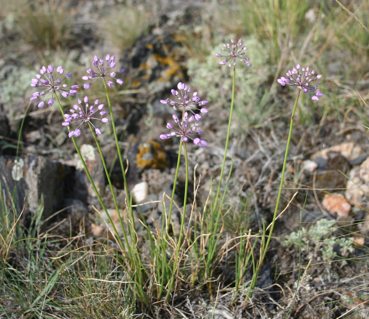 Image of Allium rubens specimen.