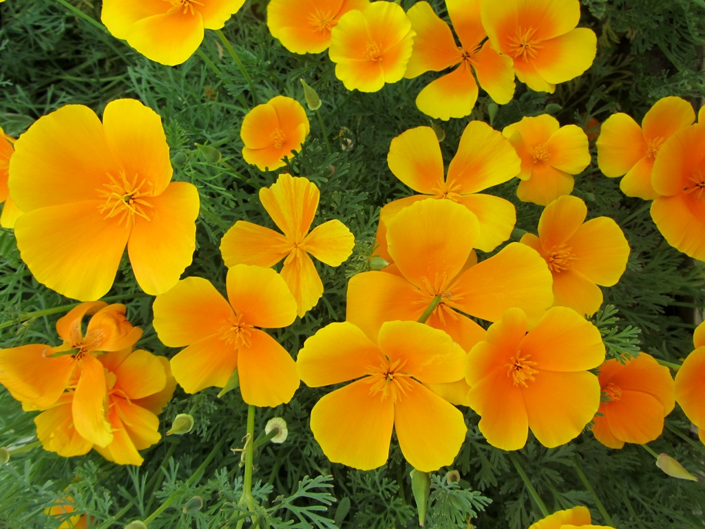 Image of Eschscholzia californica specimen.