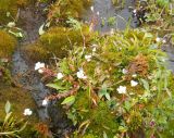 Claytonia joanneana