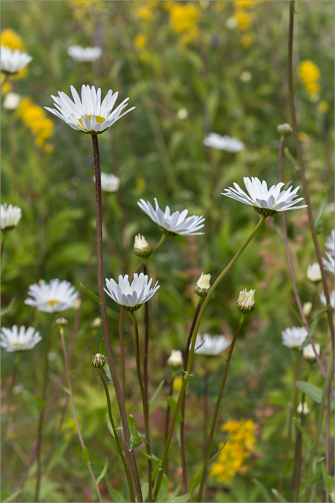 Image of Leucanthemum ircutianum specimen.