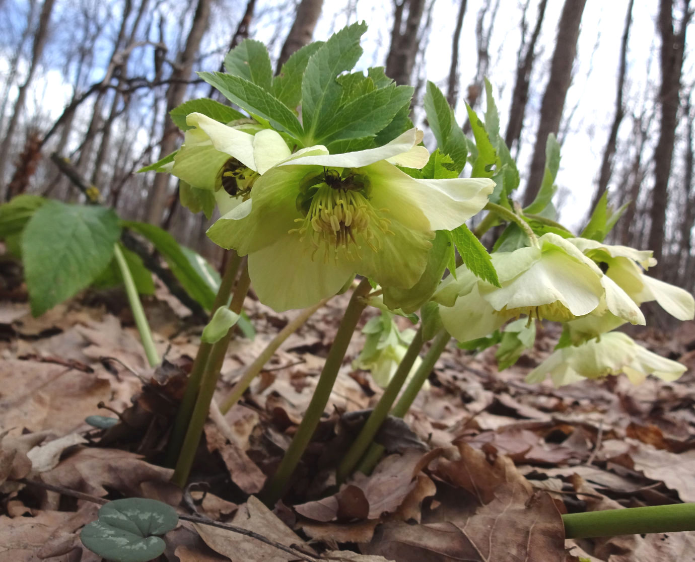 Image of Helleborus caucasicus specimen.