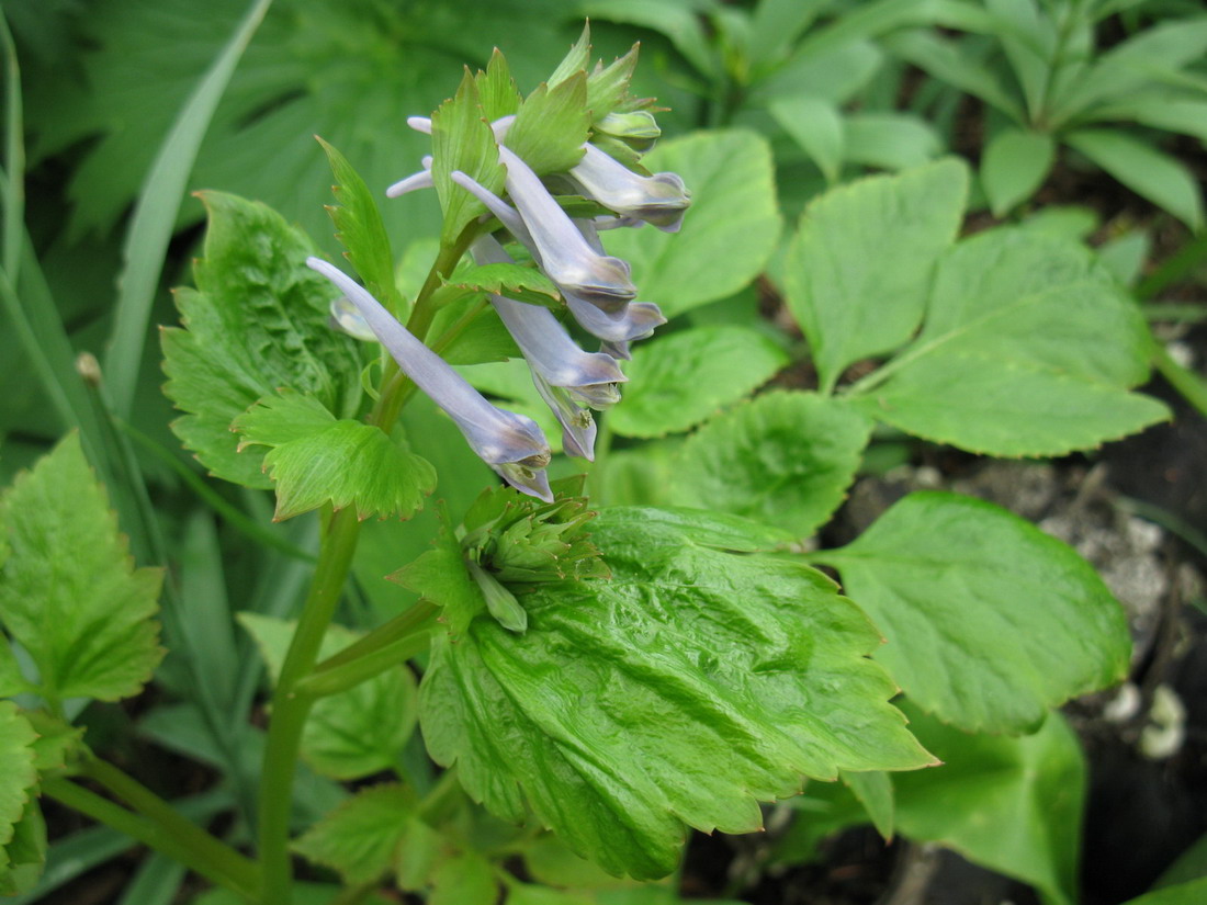 Изображение особи Corydalis temulifolia.