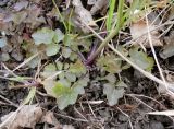 Cardamine tenera