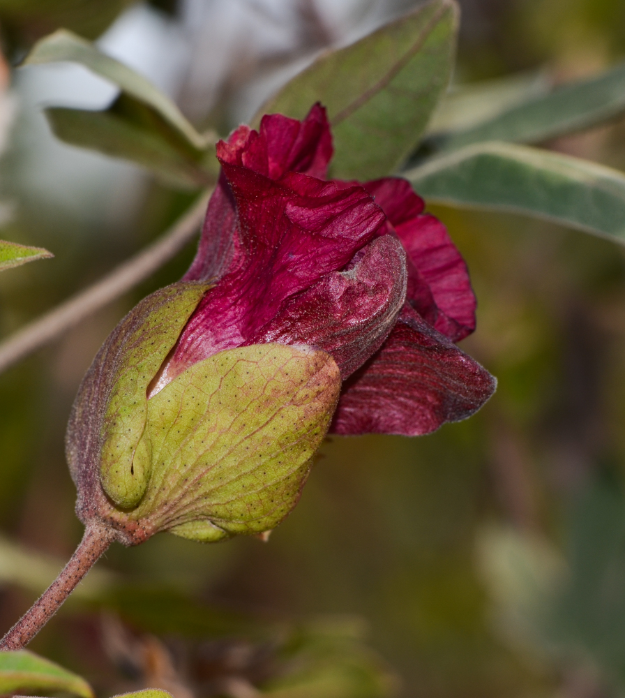 Image of genus Gossypium specimen.